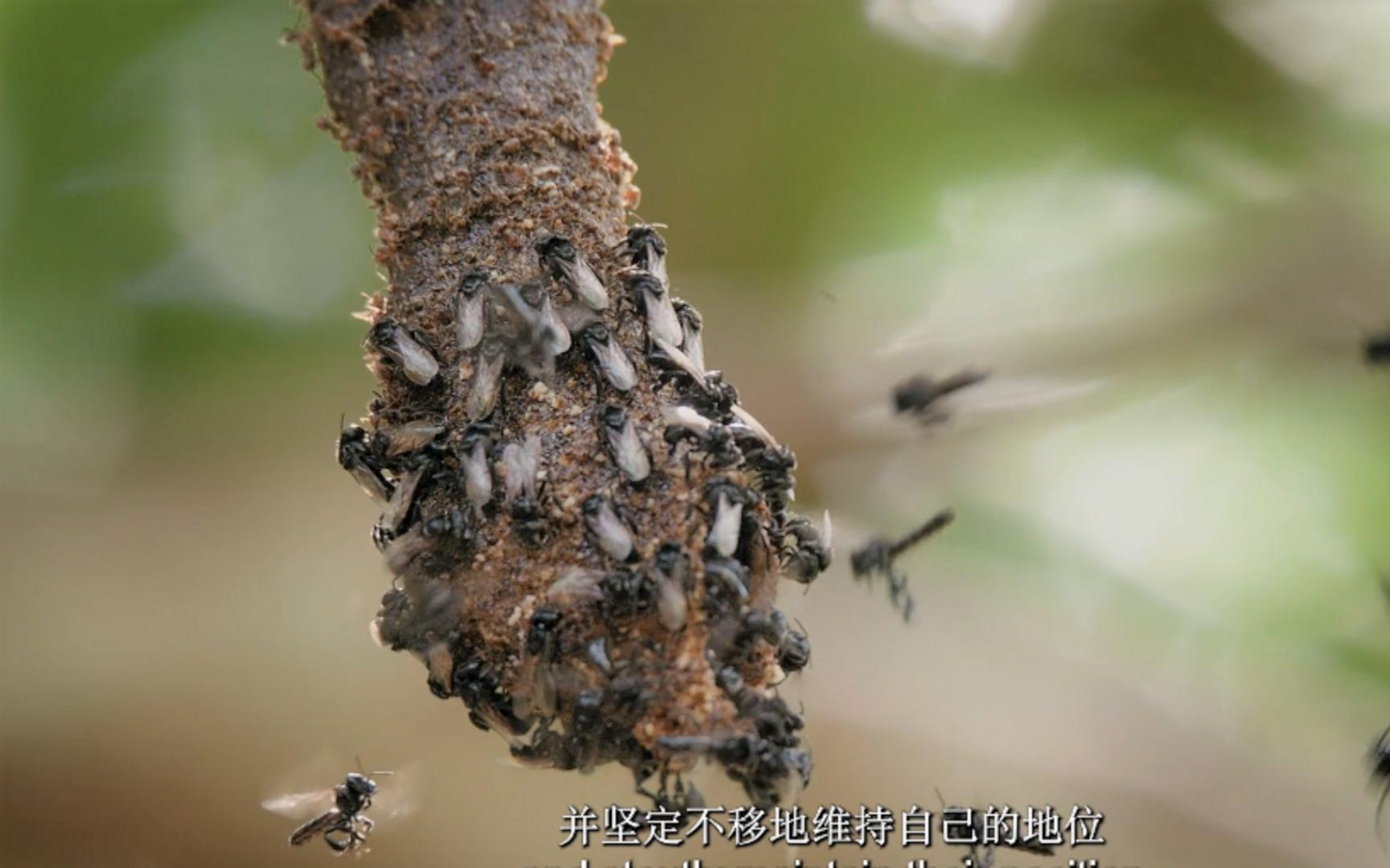 【精彩片段】蚁群袭击蜂巢！热带蜂群拼死保卫家园！
