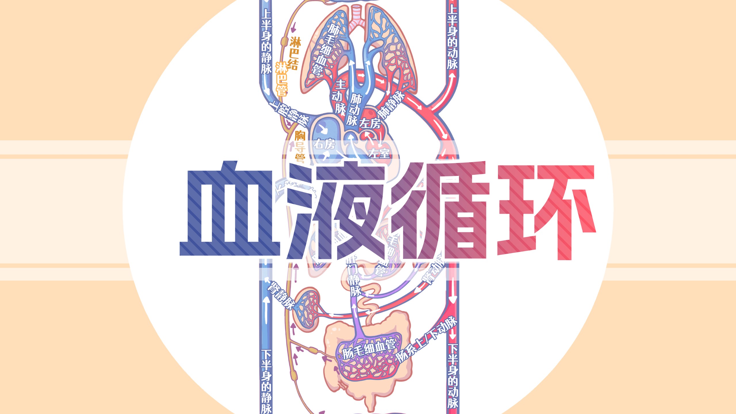 血液循环看不懂，记不住？看完忘不了！