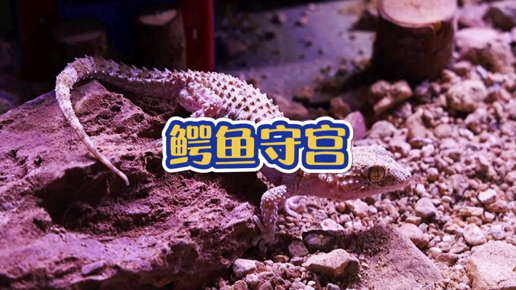长不大的鳄鱼，鳄鱼守宫