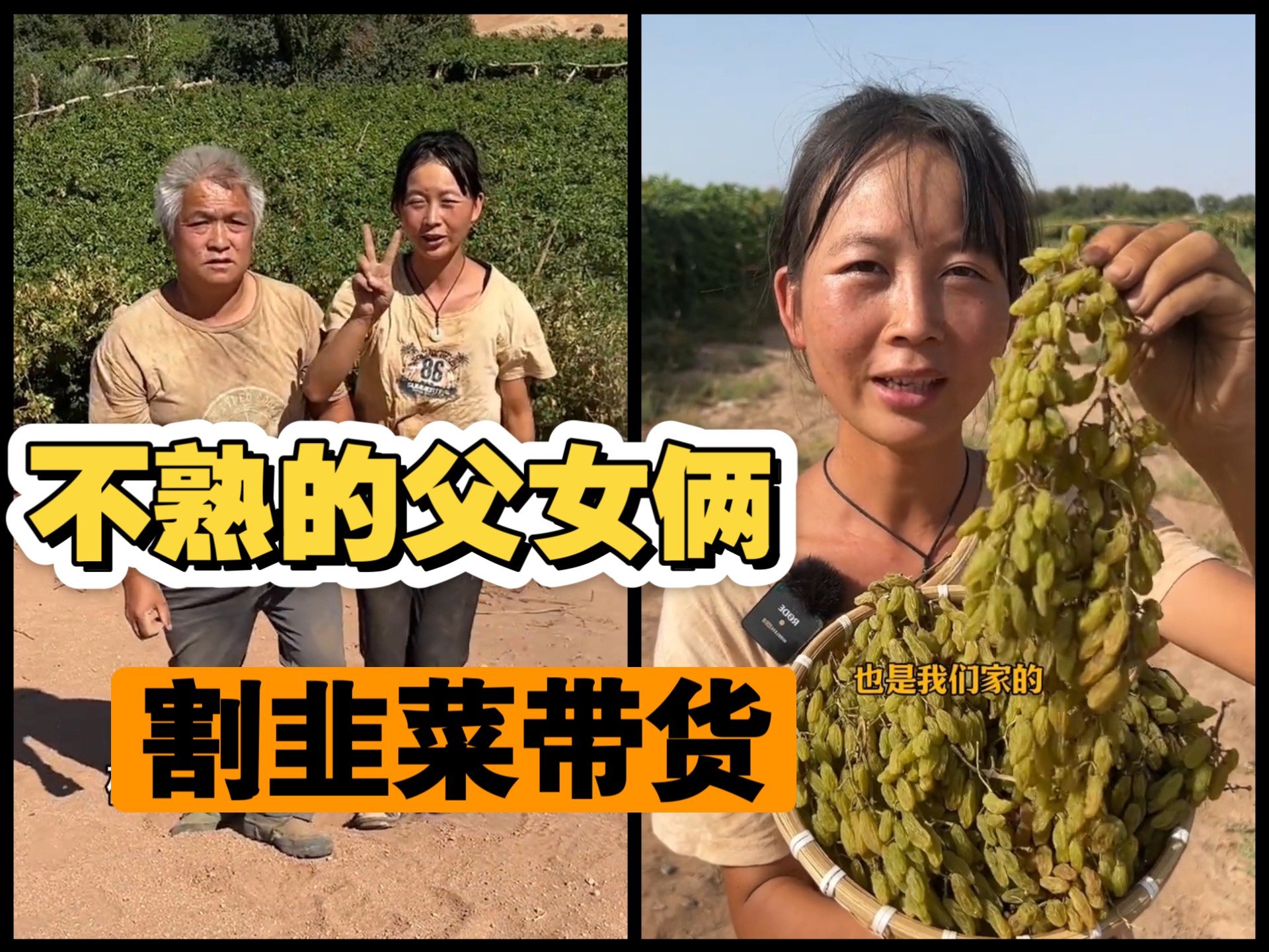 炎热的吐鲁番，天山融化的雪水，不熟的父女，割韭菜的葡萄干带货