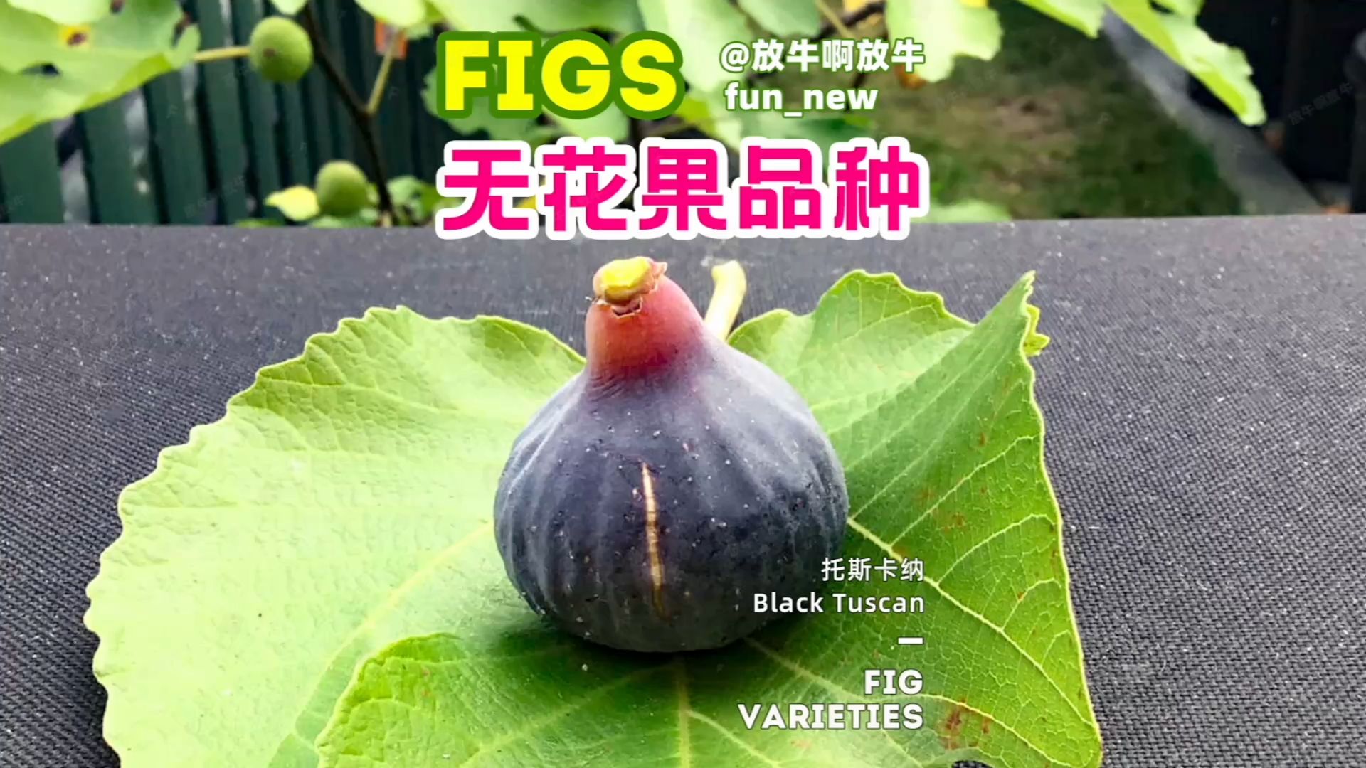 托斯卡纳无花果 Black Tuscan