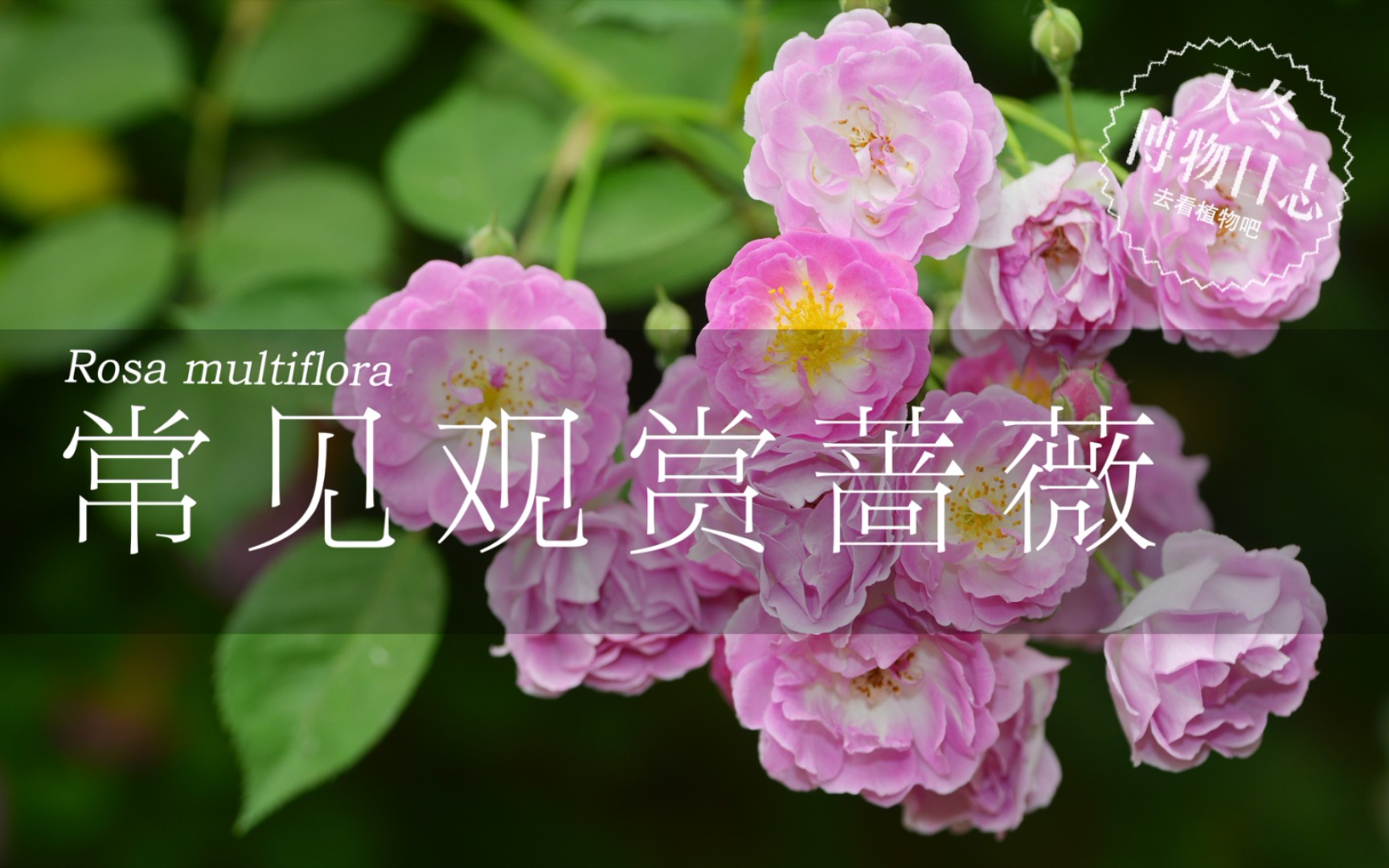 蔷薇为什么叫蔷薇？常见观赏蔷薇有哪些【天冬博物日志】【去看植物吧】