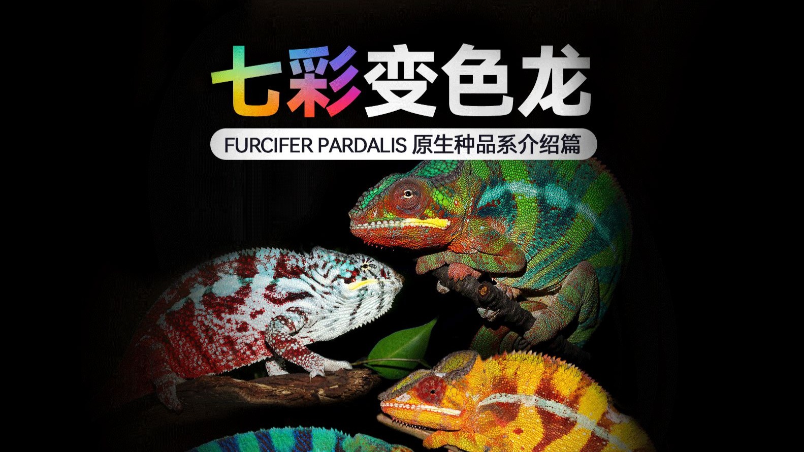 七彩变色龙/豹变色龙品系介绍篇/36P