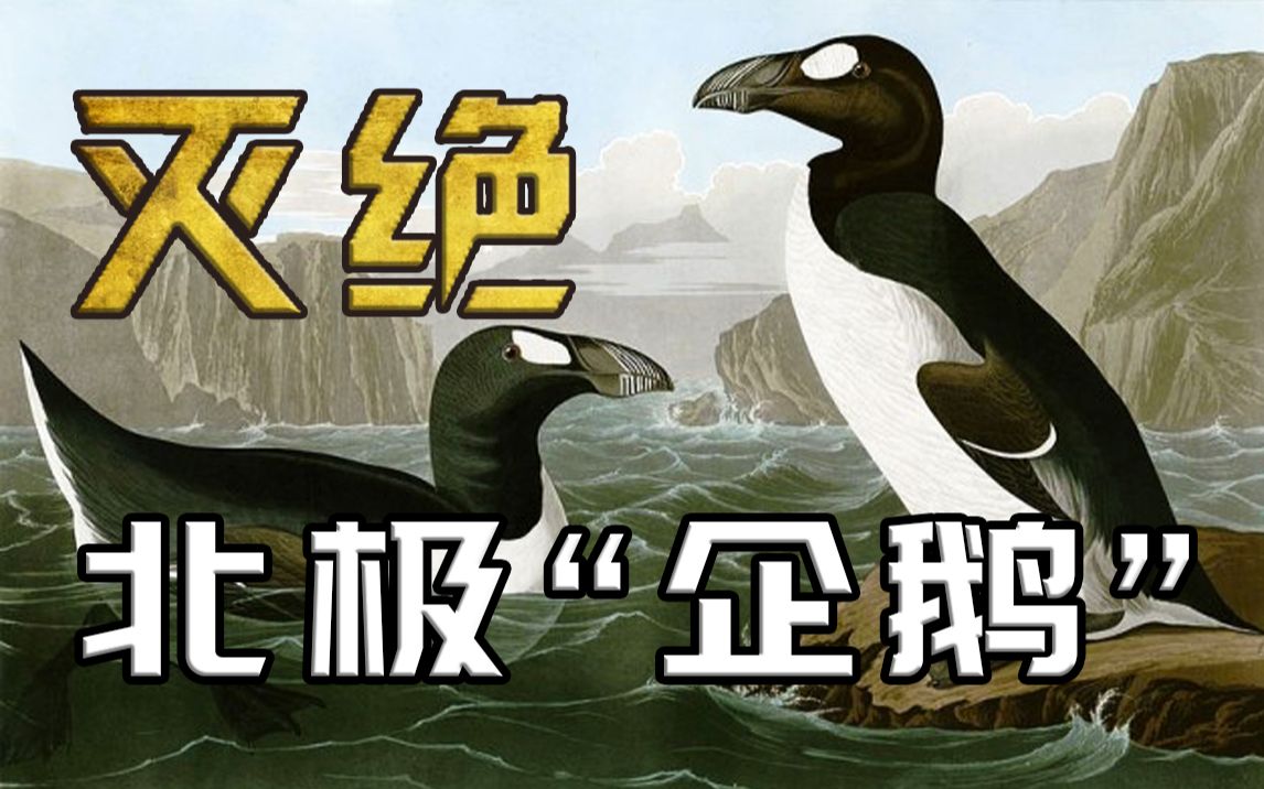 人类如何用300年的时间消灭北极“企鵝”大海雀的？为了保护这个物种反而促成了它们的灭绝！【近代灭绝动物04】