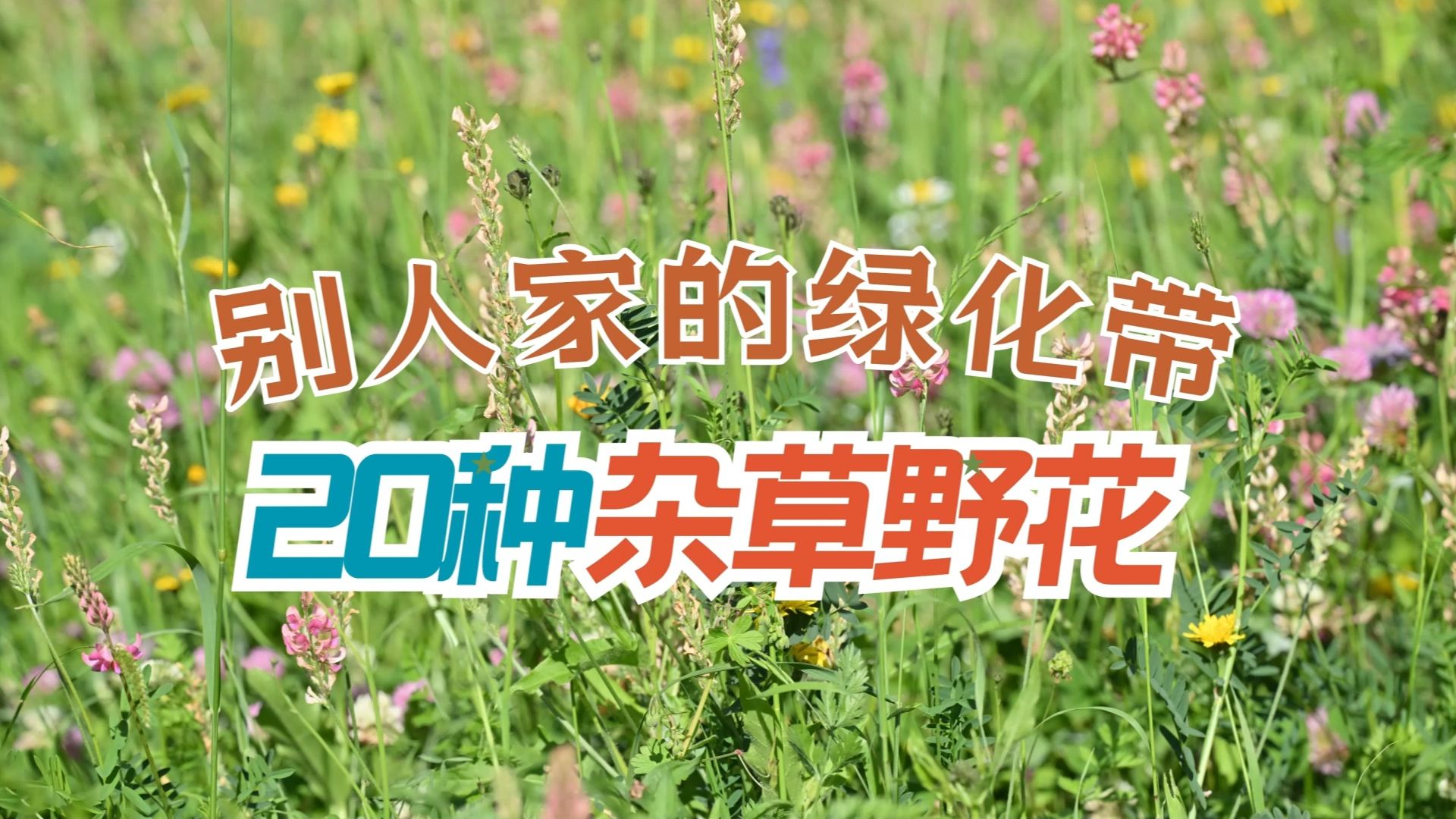 瑞士琉森，绿化带里有哪些杂草野花【天冬博物日志】【去看植物吧】