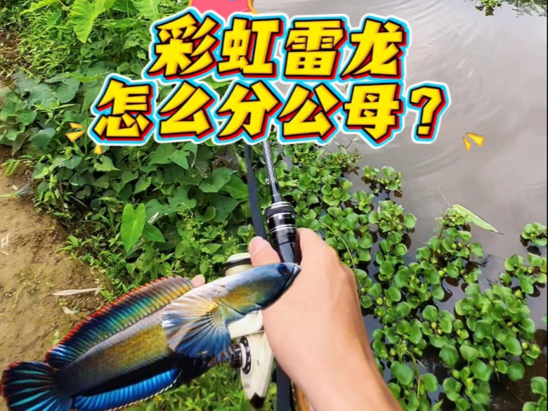 橘子探长路亚寻龙记第四集                    彩虹雷龙怎么分公母