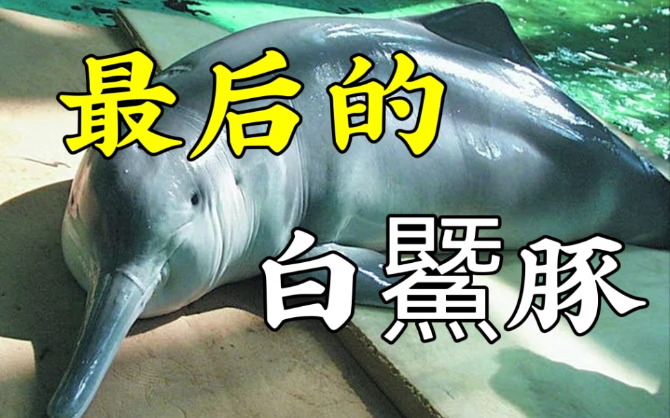 长江女神生死录【最后的白鱀豚的故事】