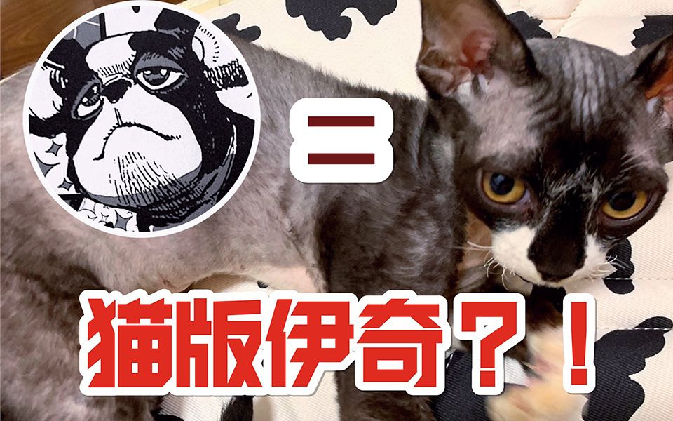 两万块买回家的德文居然秃头！猫版伊奇是真实存在的吗？我终于有猫了之打造五星级的家！
