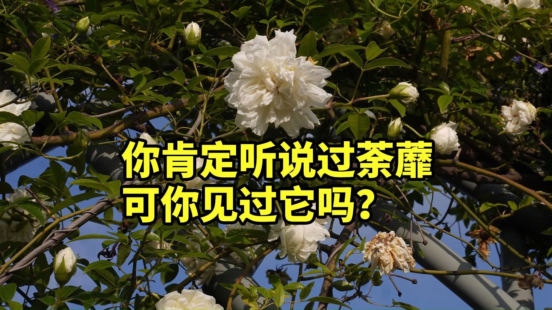 荼蘼到底是个啥玩意？古人其实也没有标准答案
