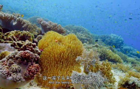 （4K）海洋生物-珊瑚礁（中英文字幕）(中文配音解说)