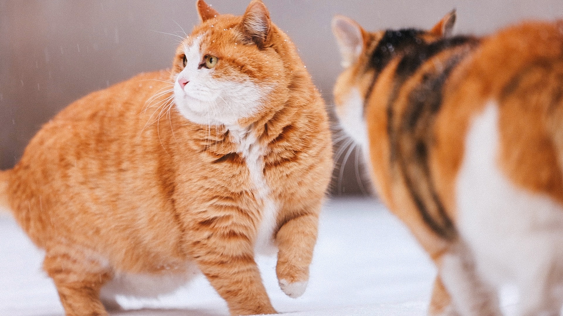 故宫的红墙金瓦披上了白雪的羽衣，御猫行影如画，为古老的皇宫编织了一曲悠扬的雪舞之歌。