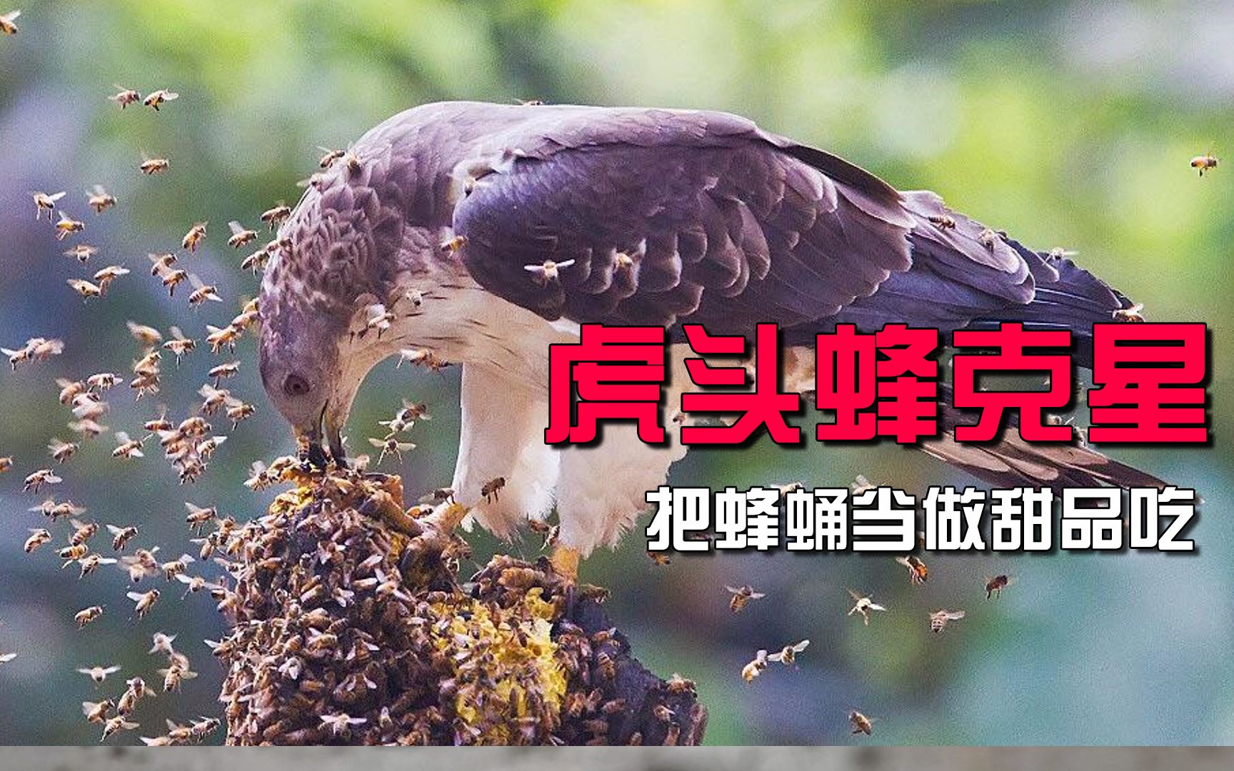 “虎头蜂的克星”蜂蛹是它每日的甜品！专吃蜂类的蜂鹰！
