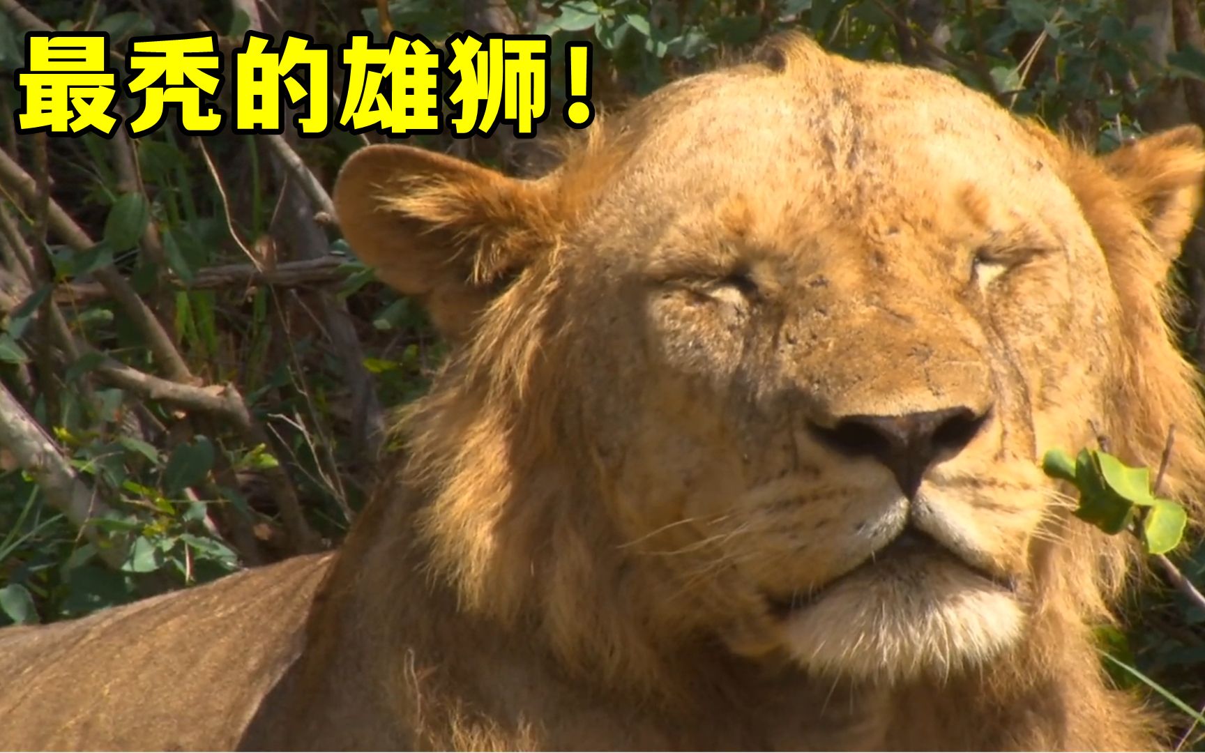 这个地方的雄狮都是秃头地中海！它们不依靠母狮提供食物！