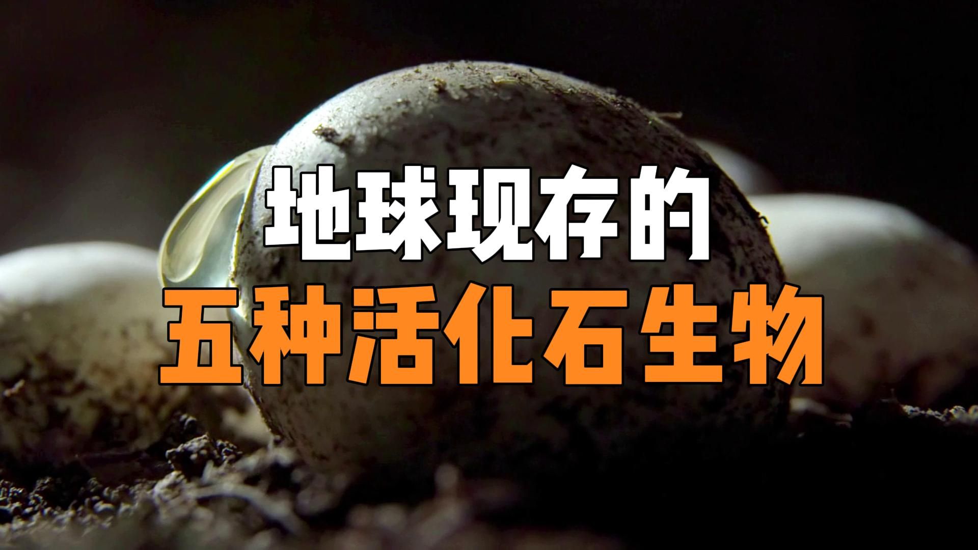 地球现存的5种活化石生物，特别是最后一种，竟然活了5亿年！