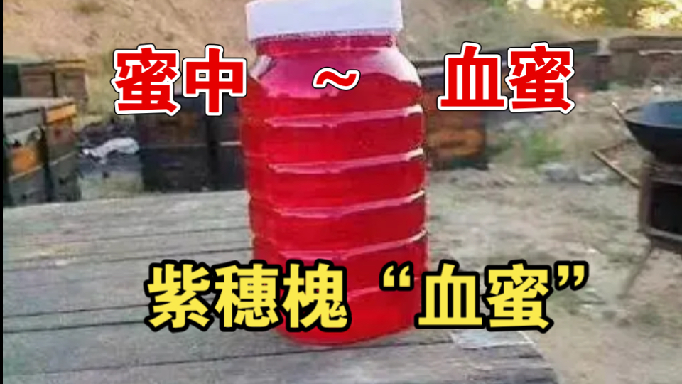 用血做成的蜂蜜？“血蜜”紫穗槐到底是什么样子？玻璃瓶蜂巢蜜也成功啦！