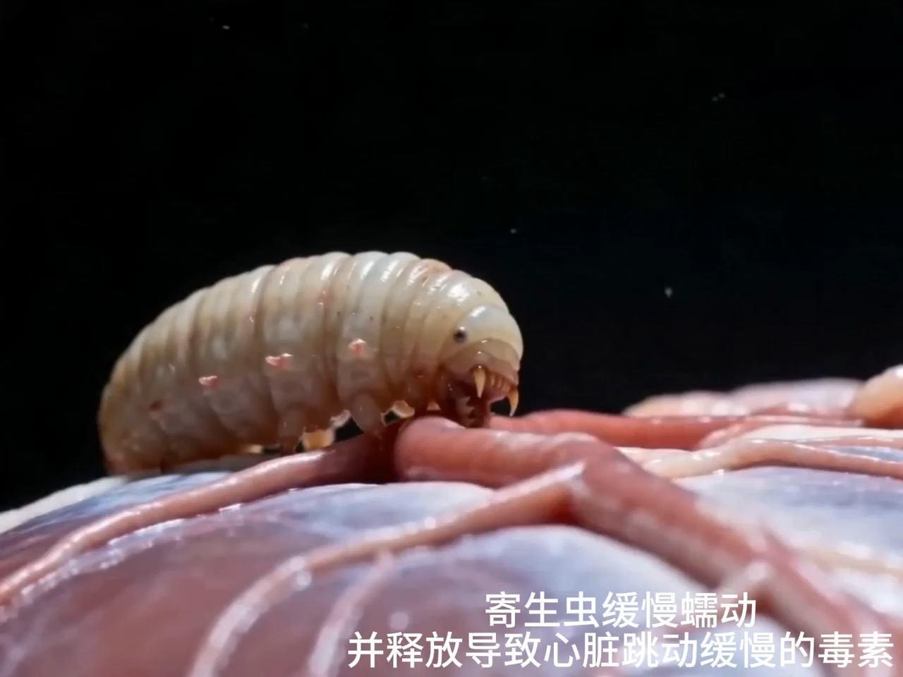 心脏寄生虫（解说字幕版）