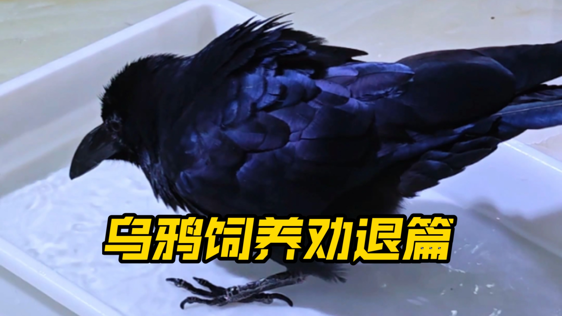 乌鸦饲养劝退篇