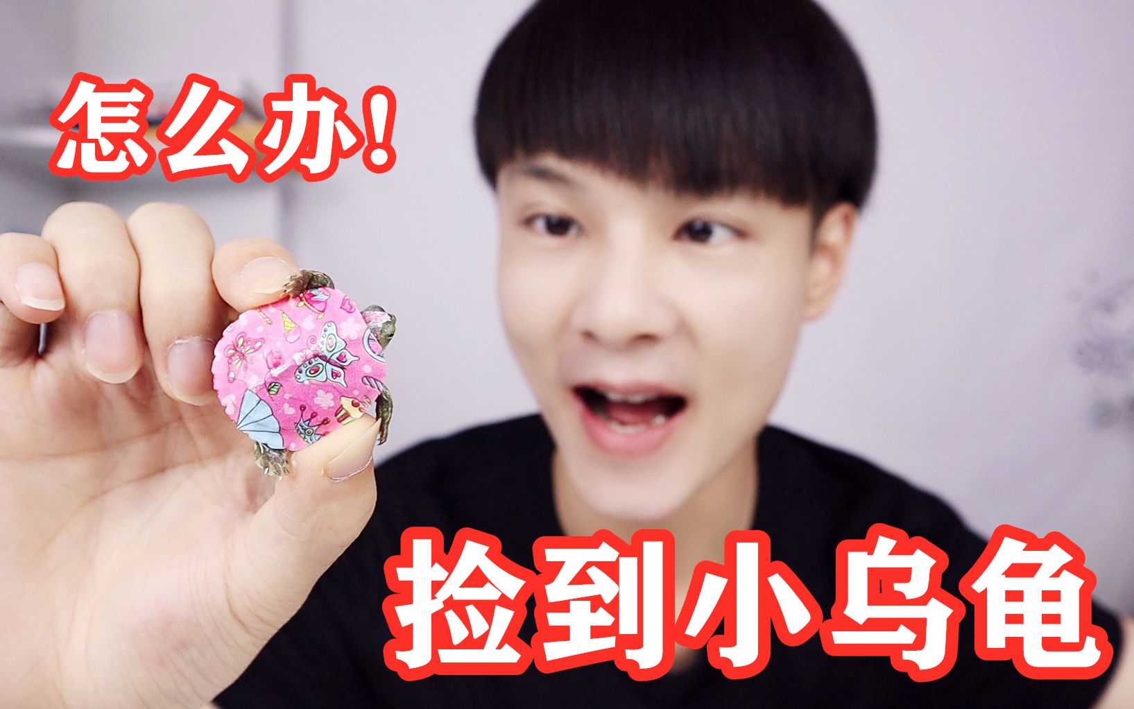 怎么办，捡到一只可爱的小乌龟，放生还是养起来？