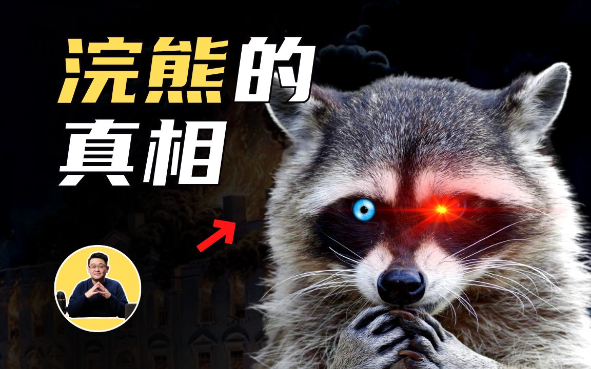 浣熊：为何在中国人们争着要养，在美国却人人喊打！它们的战斗力，到底多逆天。聊聊让北美人闻之色变的浣熊