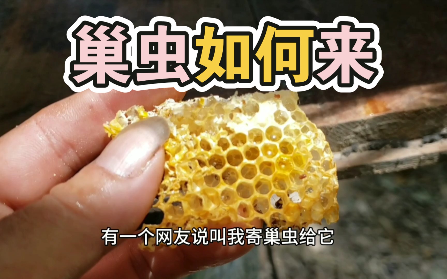 巢虫从何而来：揭开巢虫的诞生秘密