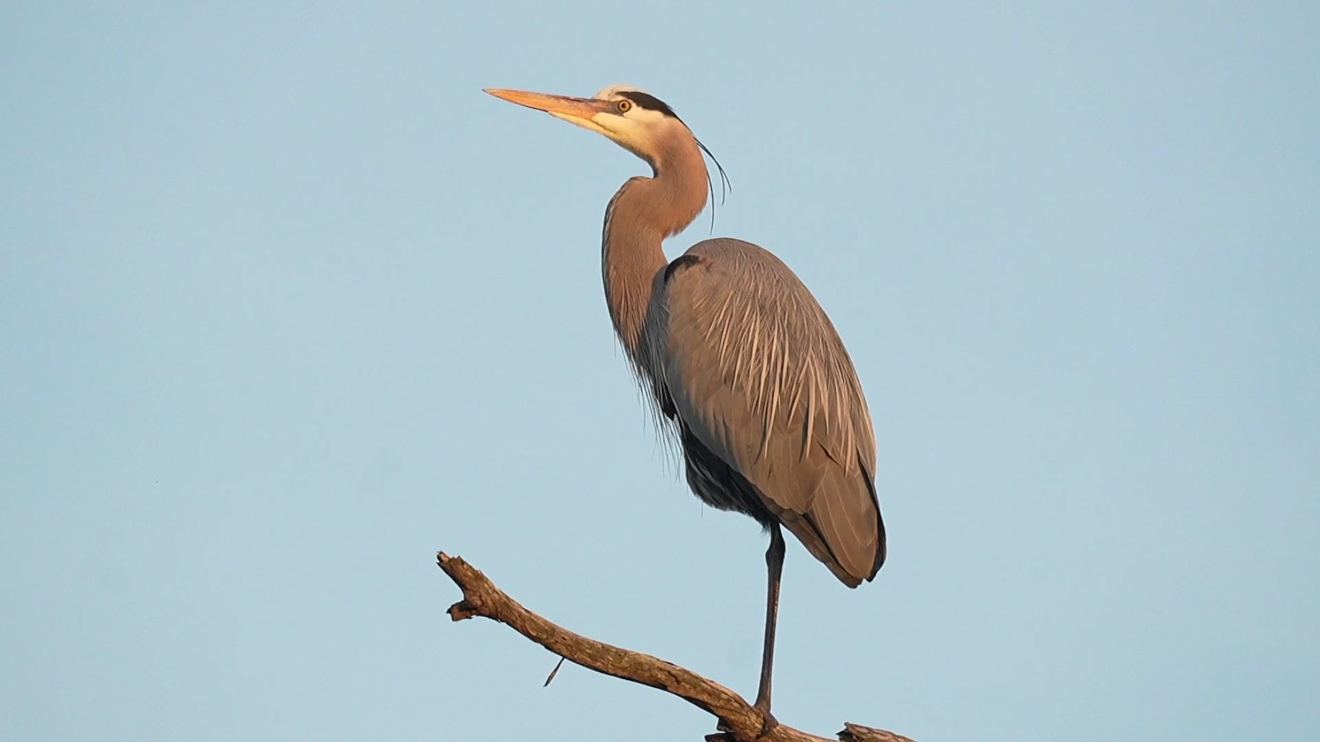 大蓝鹭（Great Blue Heron）