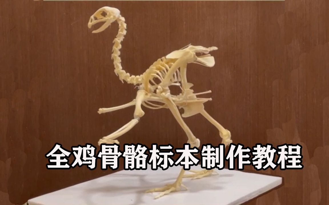全鸡骨骼标本制作 Making a Chicken Skeleton