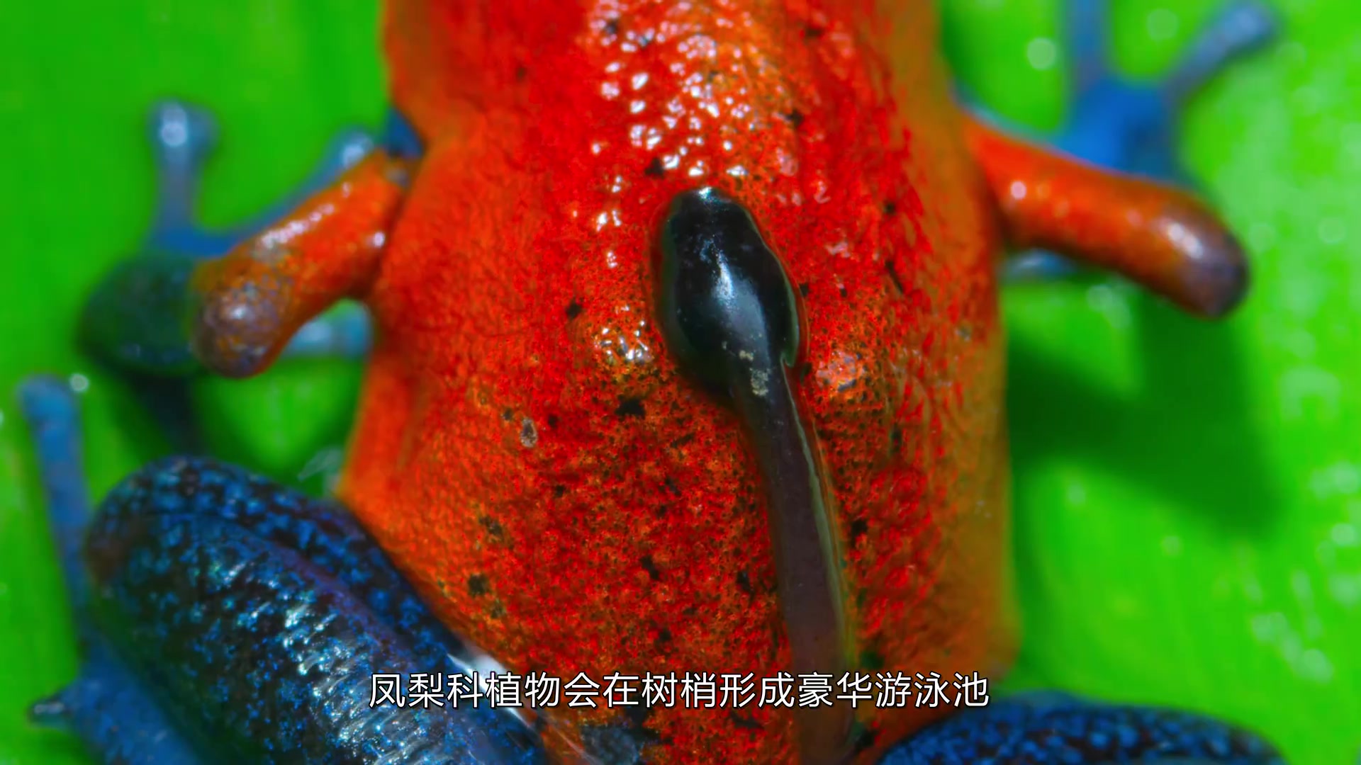 【全两季】小小世界中文配音中文字幕