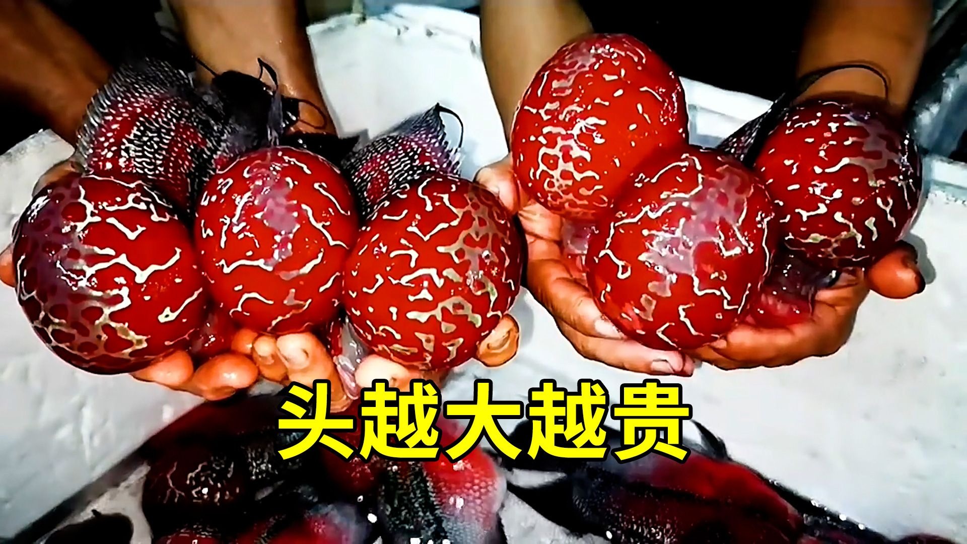 水中“大头娃娃”，罗汉鱼的秘密