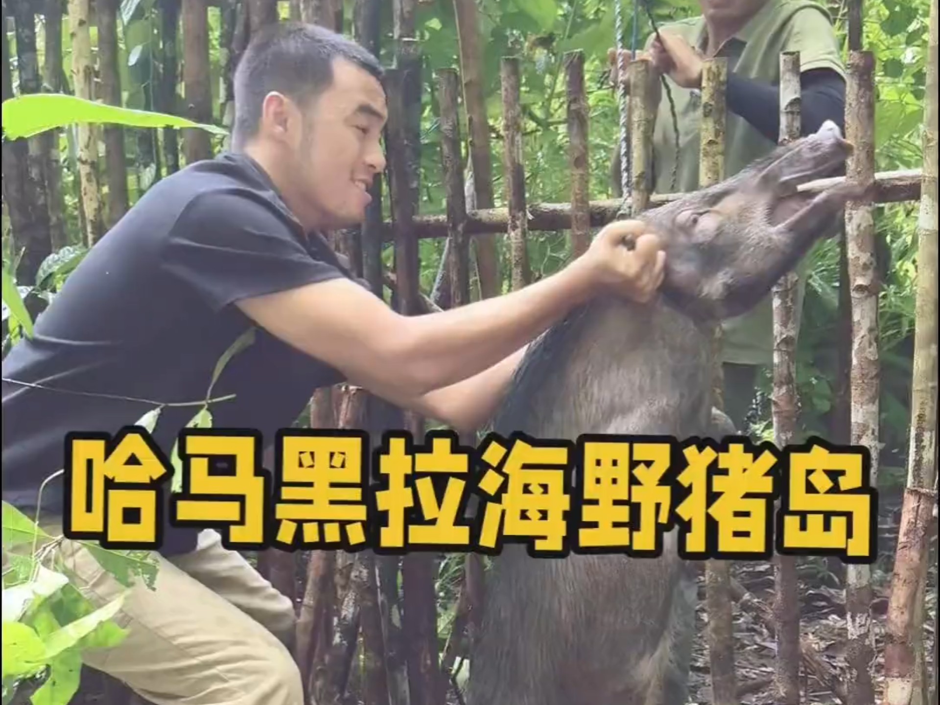 哈马拉黑海野猪岛第三集，野猪兄弟制作陷阱连续收获两头野猪，解锁新菜谱红烧野猪肉，大头爆出名言：你不要人眼看狗低