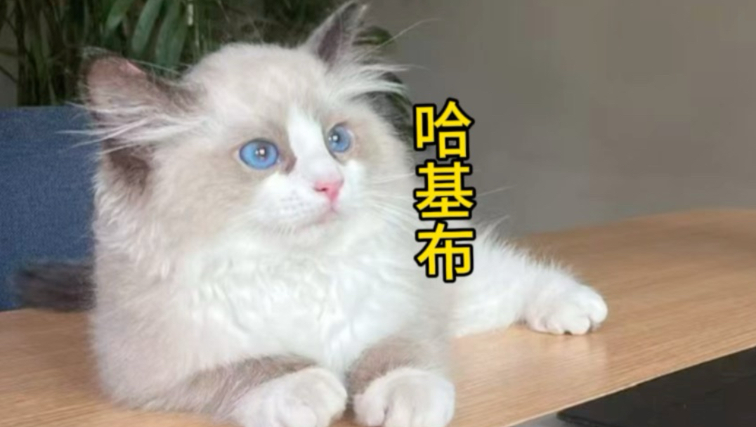 乖巧的布偶猫是怎样一步步变成魔丸的呢？