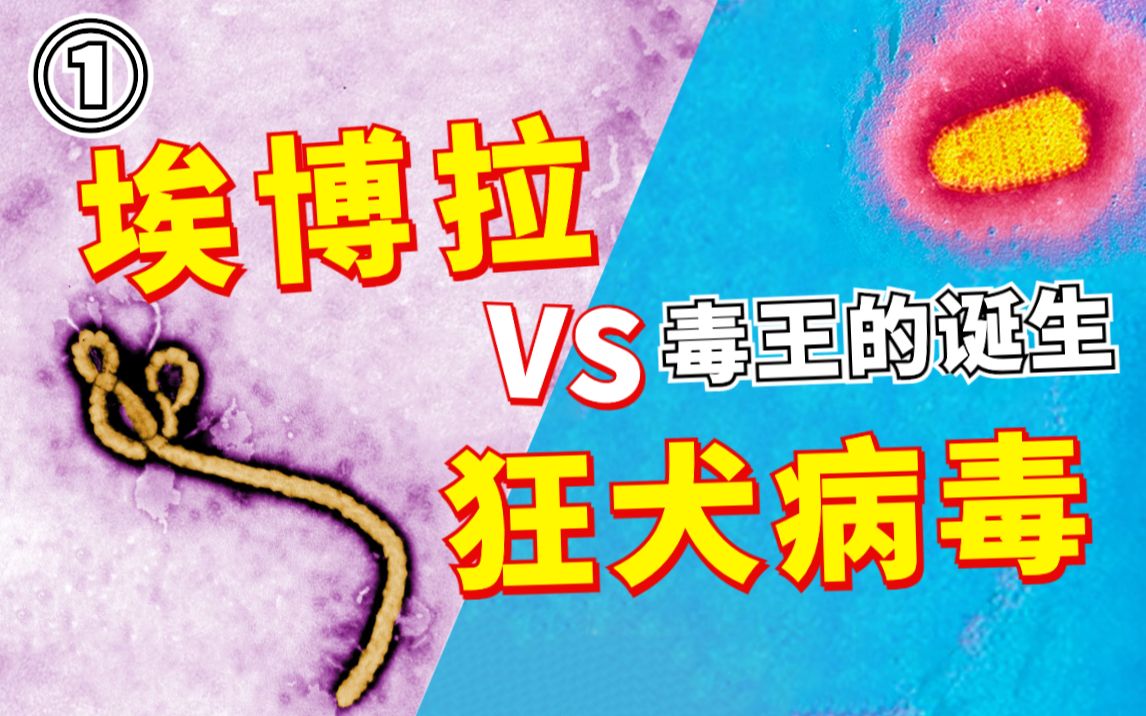 【养蛊计划】混战埃博拉与狂犬病毒，科学养蛊全过程【第一期】