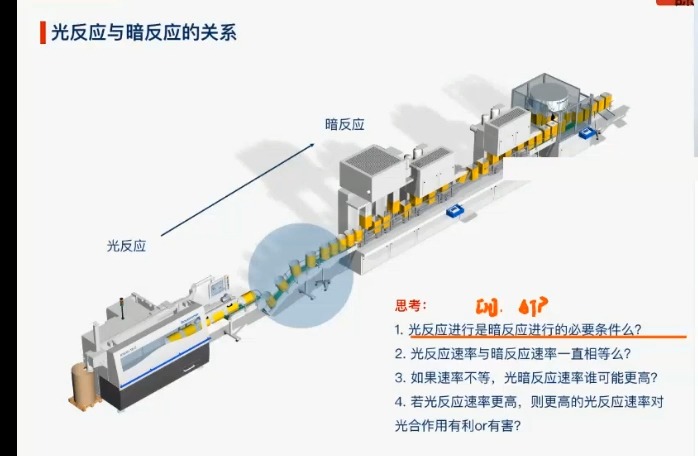 光暗交替，光反应＞暗