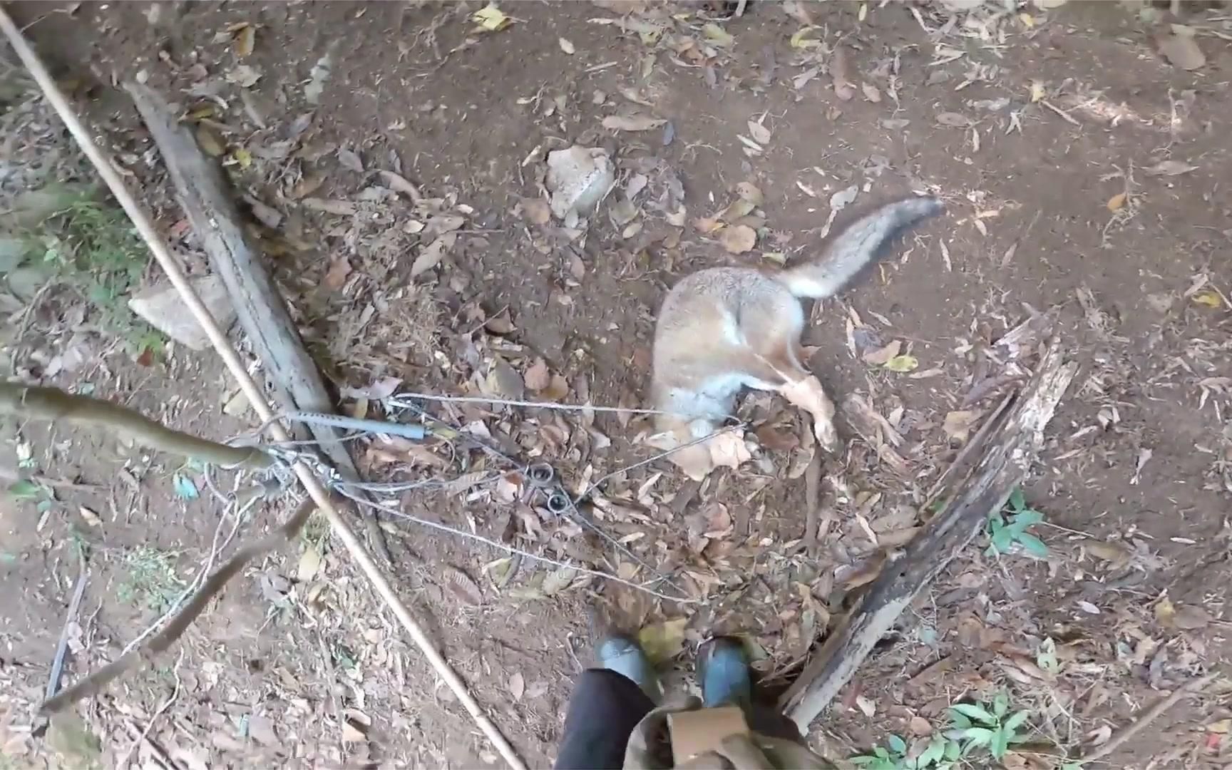 猎人用大铁棒狩猎狐狸