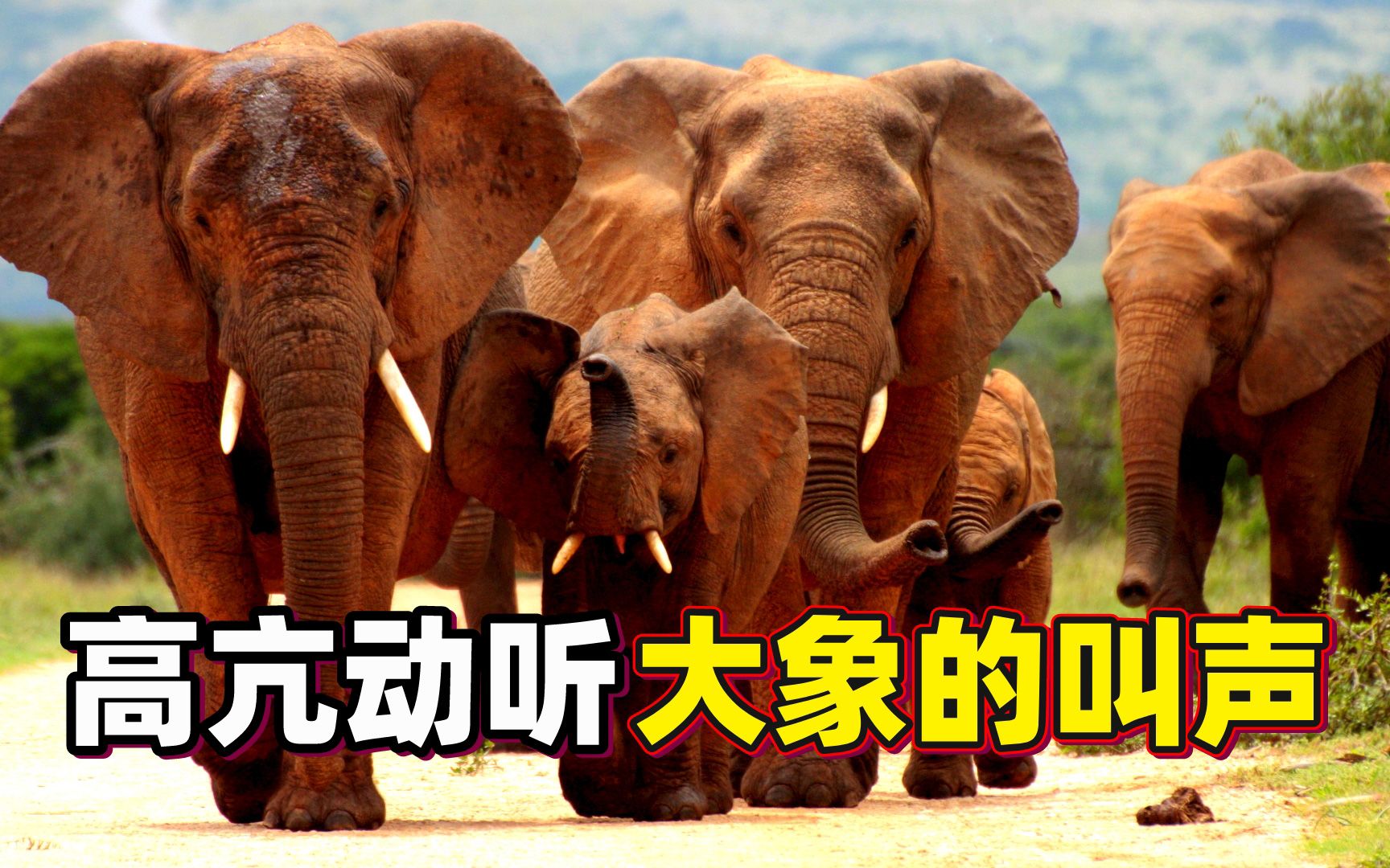 大象怒号狂追闯入者，吉普车仓皇逃窜！大象发怒的声音有多好听？
