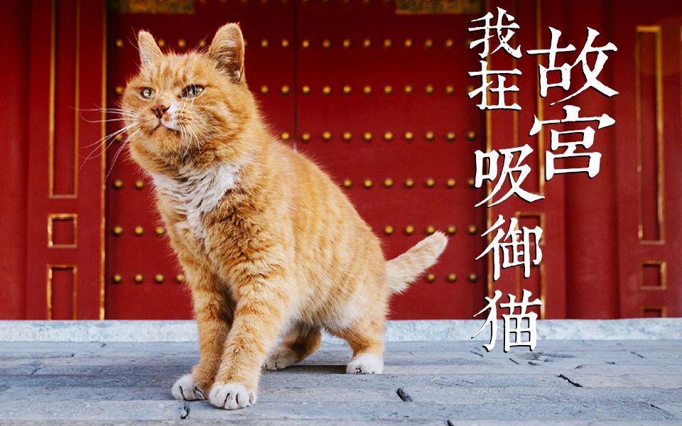 【我在故宫吸御猫】猫薄荷和逗猫棒！让老北京一脸懵逼的故宫玩儿法！@花花与三猫CatLive