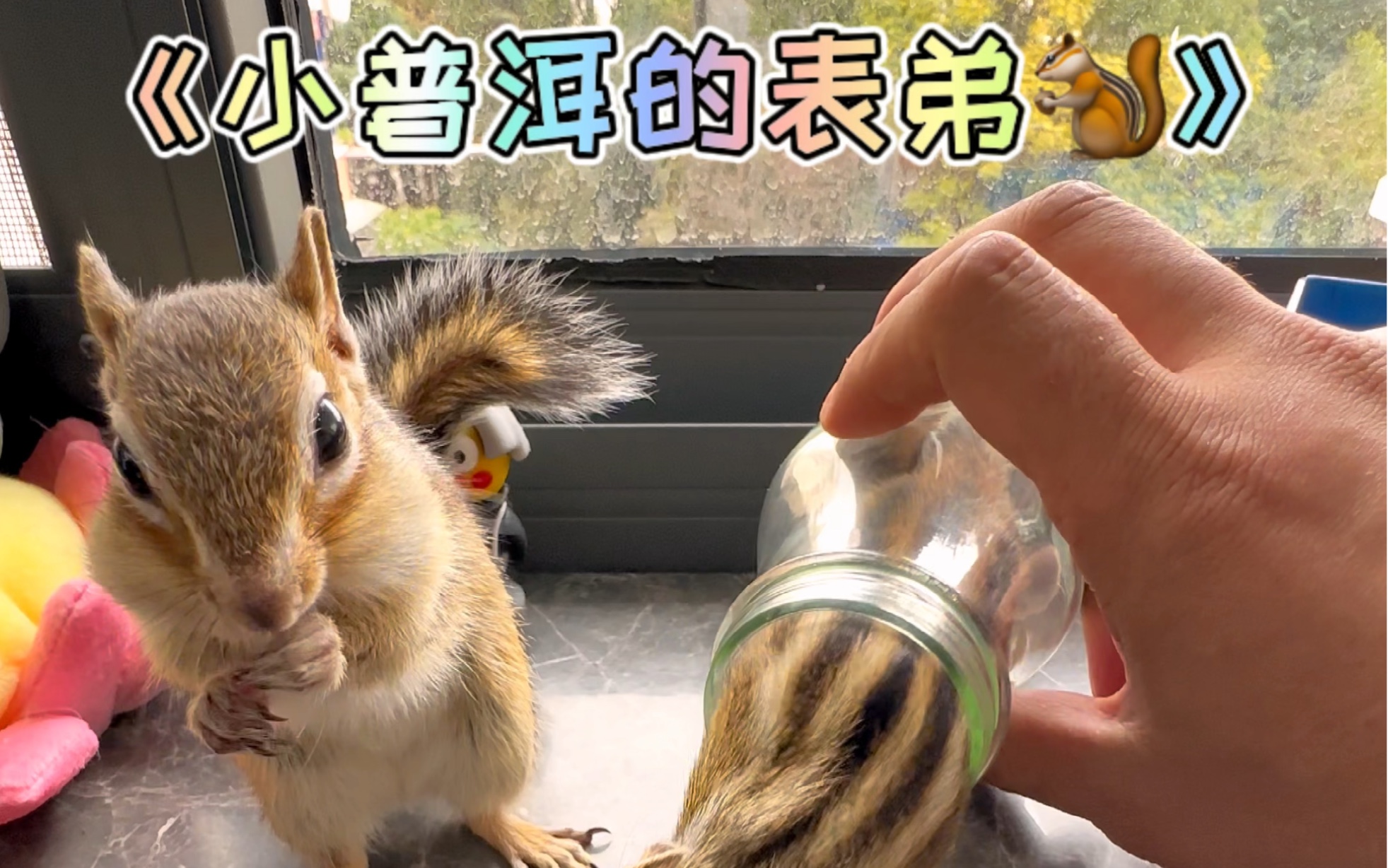 小松鼠普洱表弟被快递来了！