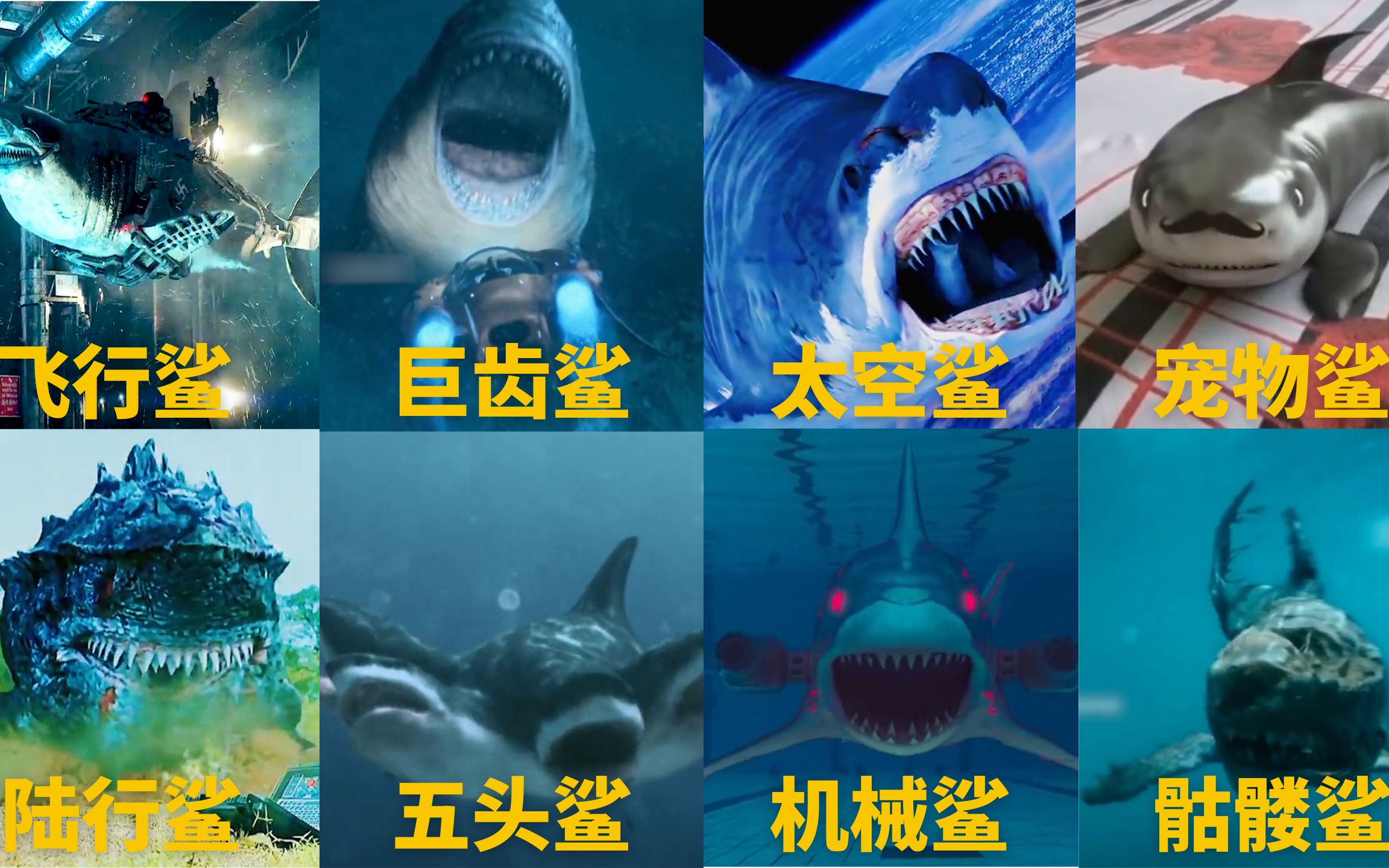 各种各样的鲨鱼，你觉得哪个厉害，鲨鱼都能跑太空去了