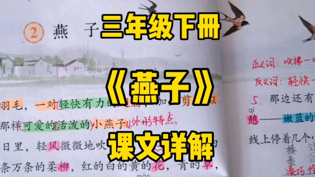 三年级语文下册：《燕子》课文详解，走进课文领略燕子不同的姿态美！