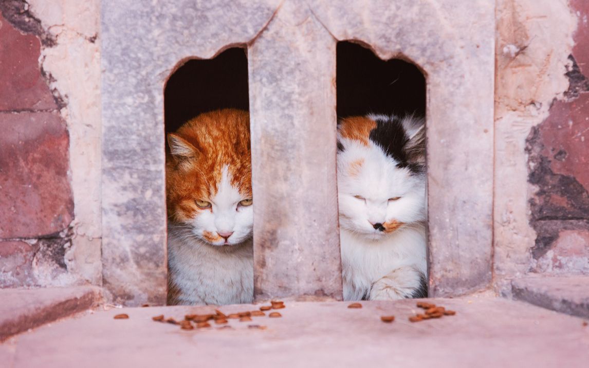 最全故宫猫