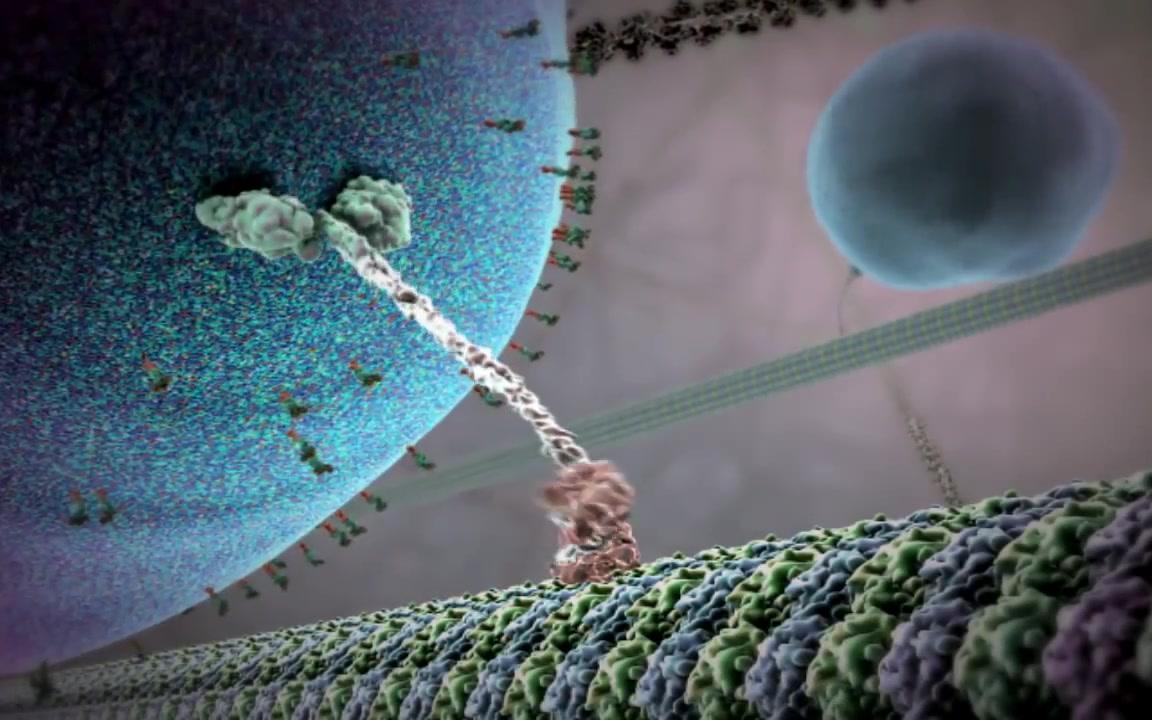 Inner Life of the Cell (Full Version &amp; Narrated)