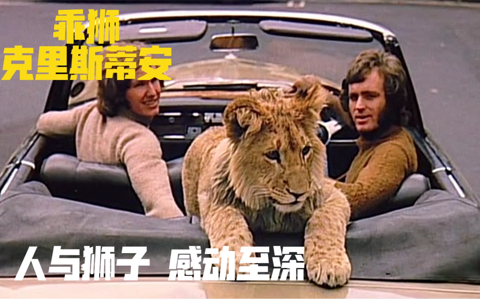 克里斯蒂安，由人类养大的小狮子，野化后成功成为狮王却仍然记得养大他的人类，爱他或许是放他自由。