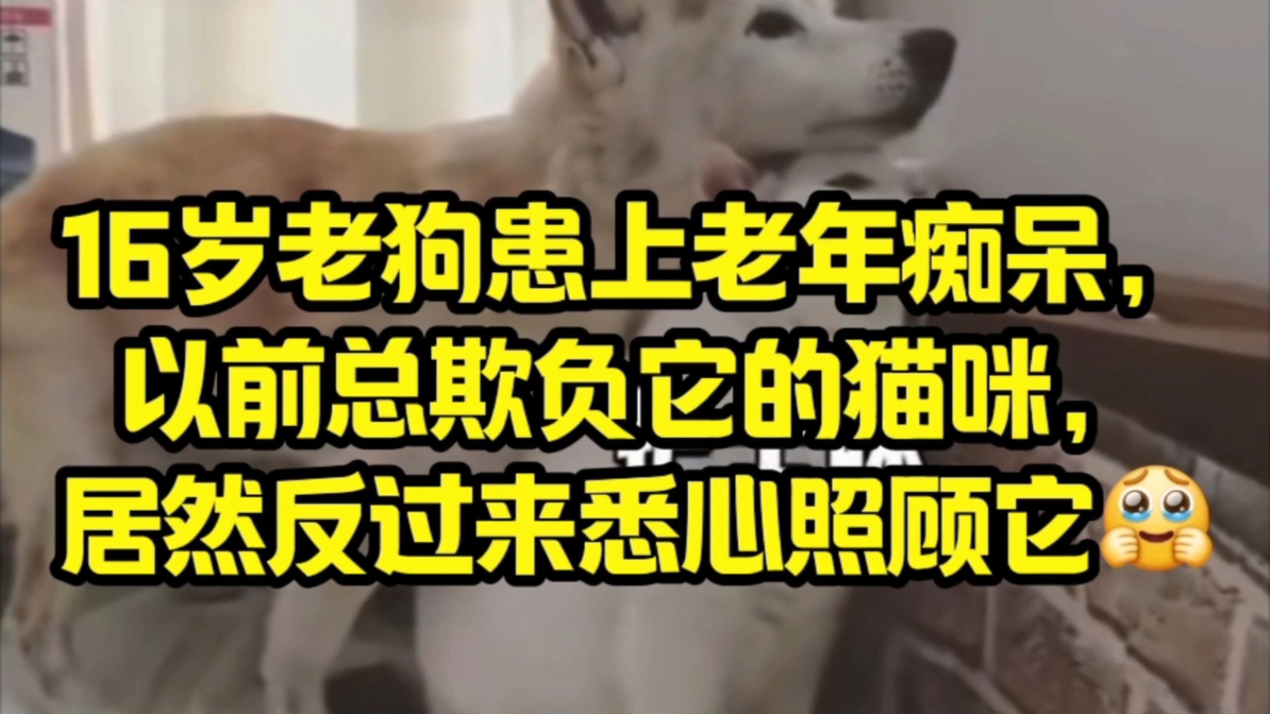 16岁老狗患上老年痴呆，以前总欺负它的猫咪，居然反过来悉心照顾它
