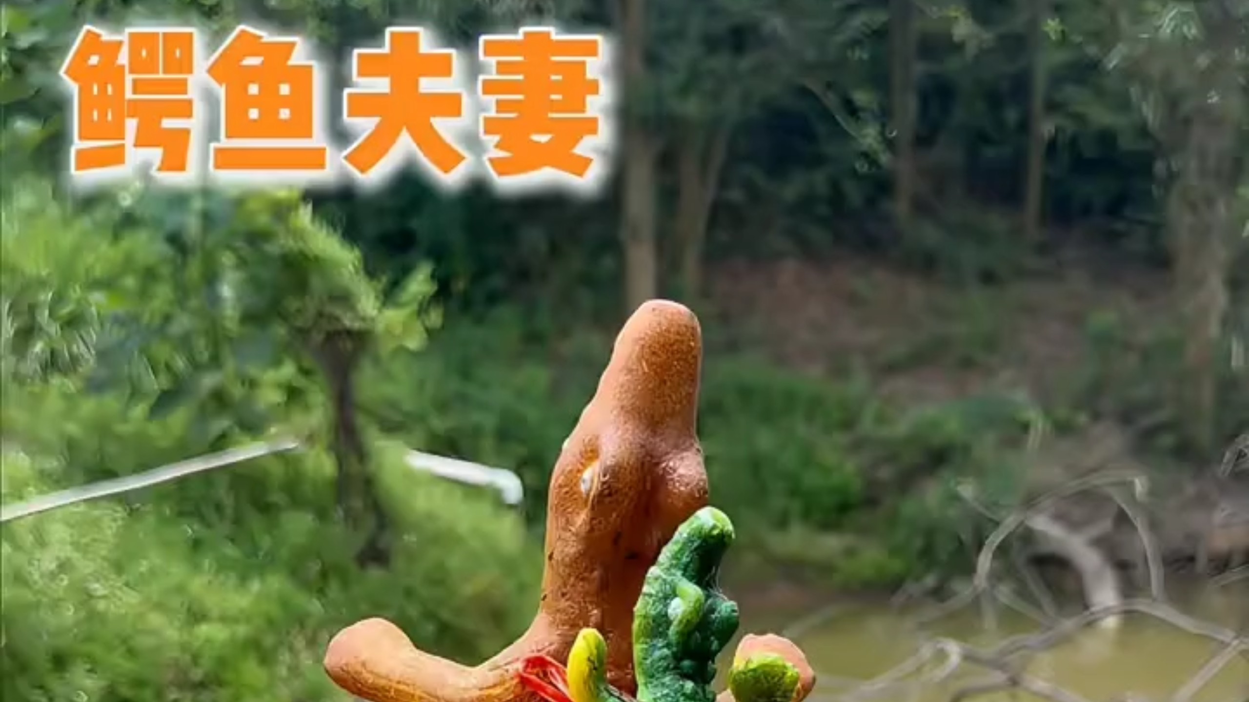 水塘鳄鱼迎来同伴！两只泡大玩具鳄鱼一起泡水会发生啥