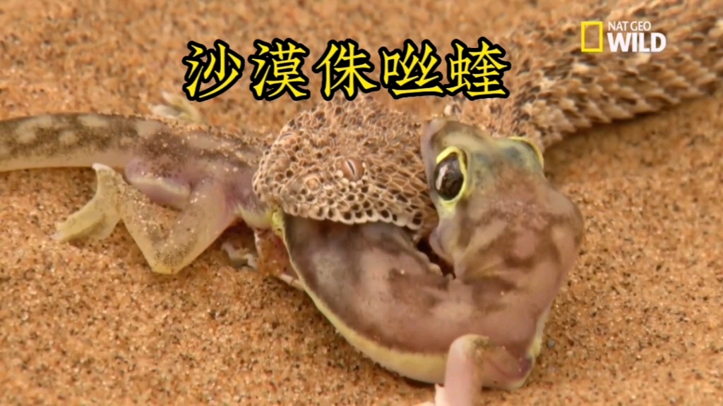 纳米比亚侏咝蝰捕猎沙漠壁虎，快稳准！