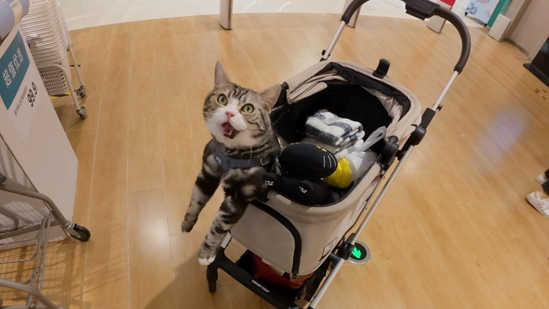 小卡车猫坐小车。