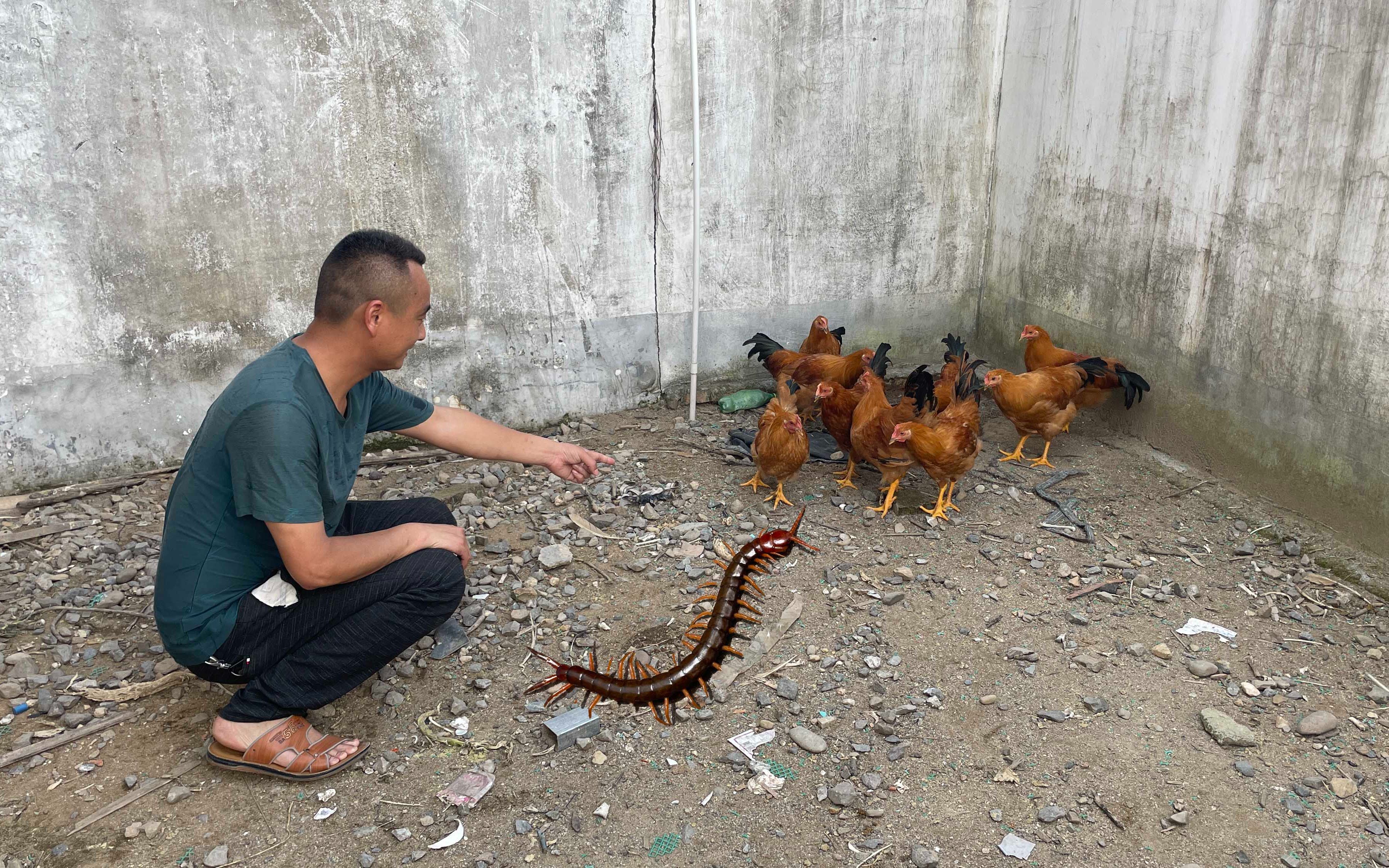 五毒之首蜈蚣大战鸡群，不到2秒场面立马失控，结局让人大跌眼镜