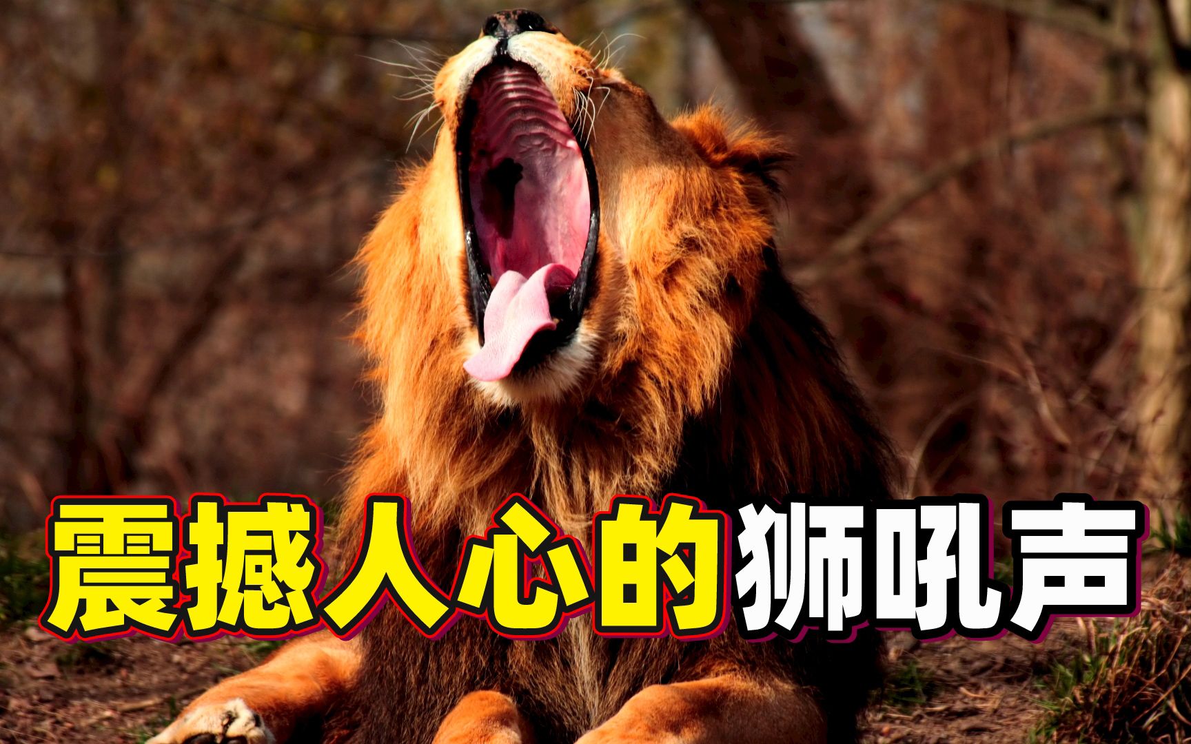 现场拍到真实的狮吼声，震撼人心！雄狮撕裂咆哮，小狮子吓到逃跑