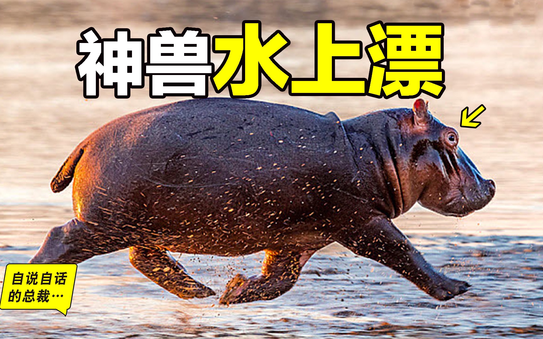 最超出想象的动物：这就是河马为什么是神兽的真正原因……