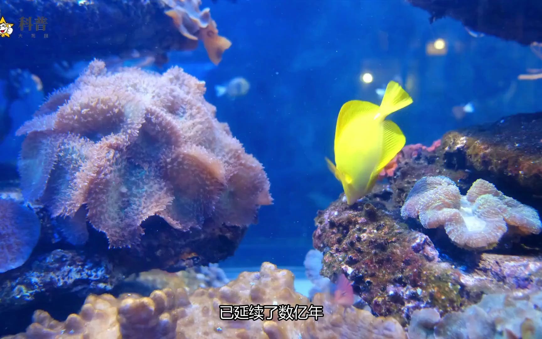 珊瑚虫、珊瑚、珊瑚礁——剪不断理还乱的关系，你都知道了吗？