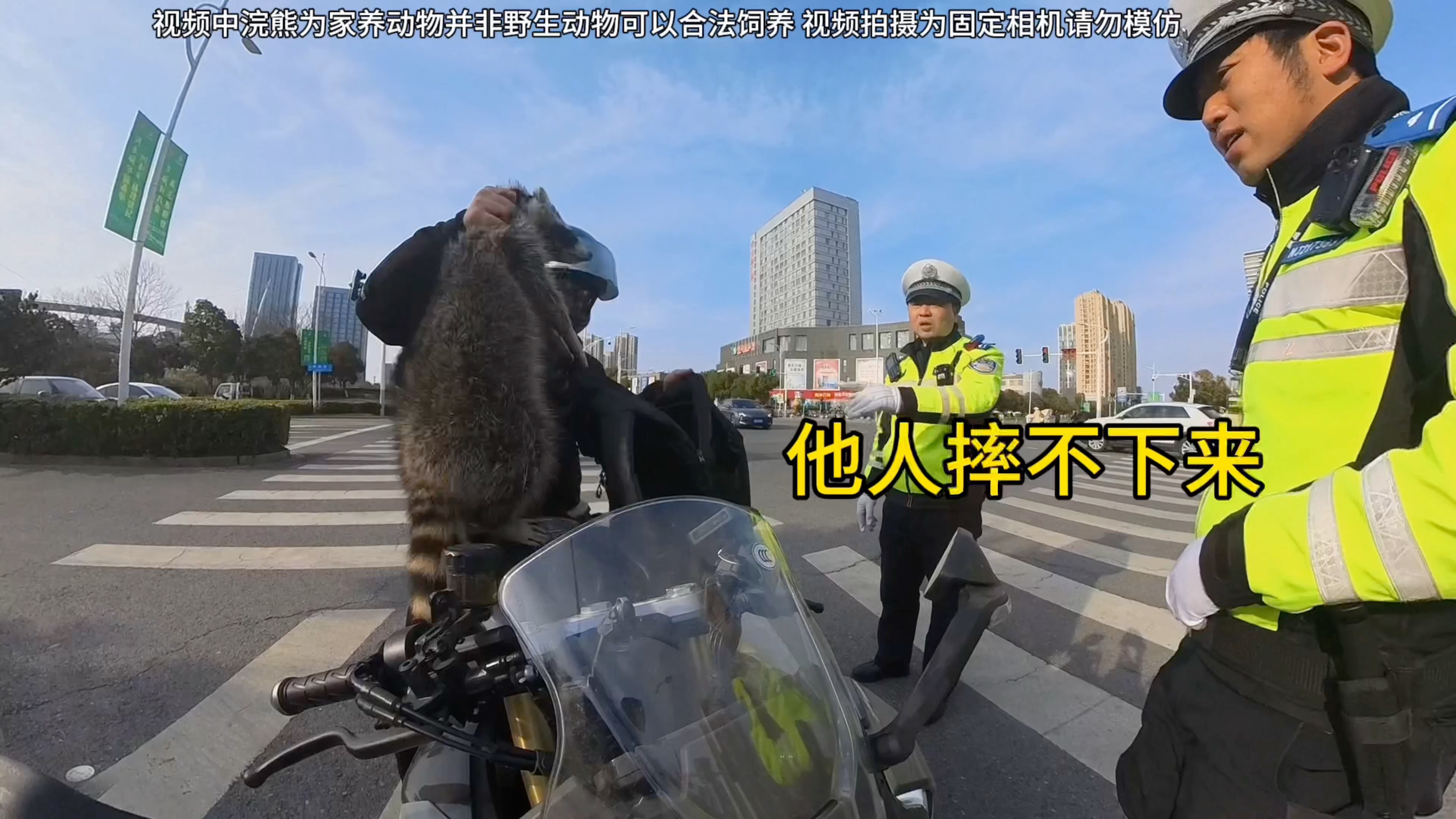 带浣熊出去玩居然被交警叔叔拦下来了